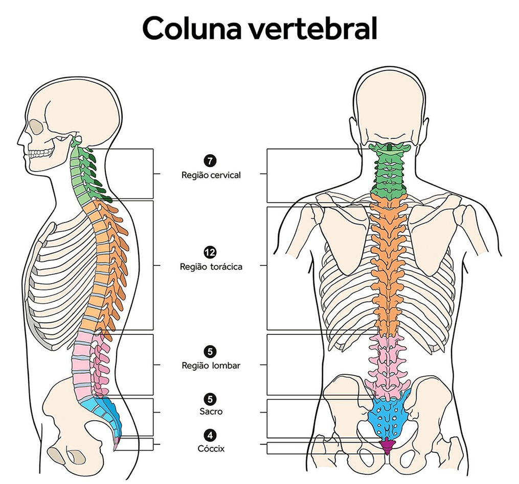 Imagem da coluna vertebral